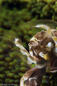 "Filter Feeder" found in Manado by Debi Henshaw 
